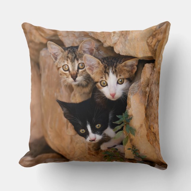 Three Cute Curious Cat Kittens Faces Funny Photo - Cushion (Front)
