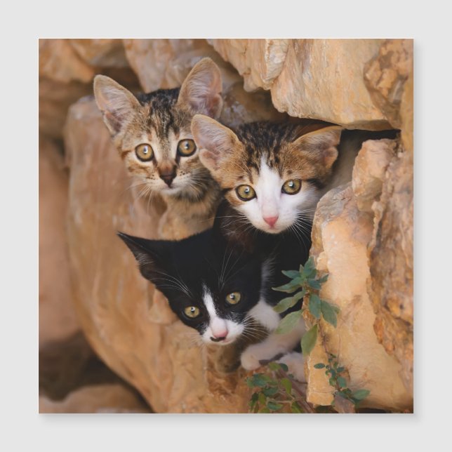 Three cute curious kittens (Front)