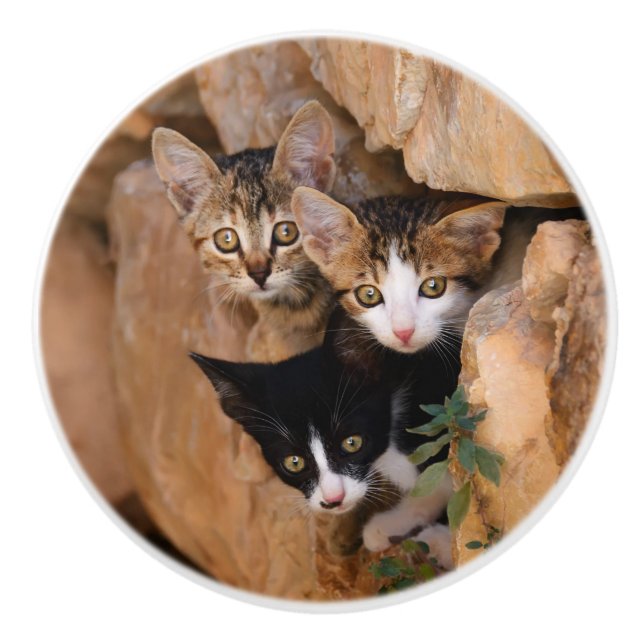 Three cute curious kittens ceramic knob (Front)