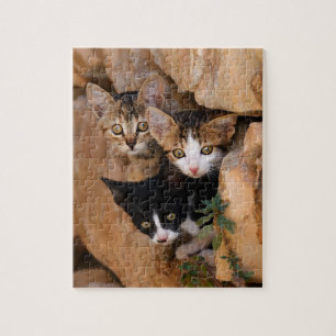 Three cute curious kittens in a wall jigsaw puzzle