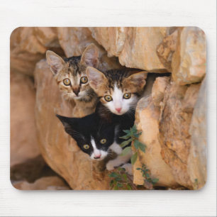 Three cute curious kittens mouse pad