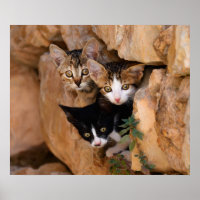Three cute curious kittens