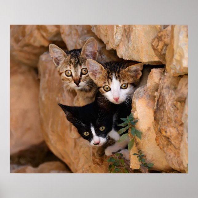 Three cute curious kittens poster (Front)