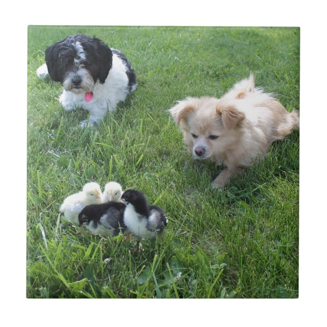 Three cute dogs in grass tile (Front)