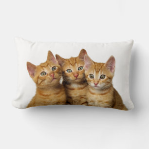 Three Cute Ginger Cat Kittens Friends Head Photo - Lumbar Cushion