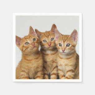 Three Cute Ginger Cat Kittens Friends Head Photo / Napkin