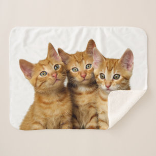 Three Cute Ginger Cat Kittens Friends Head Photo - Sherpa Blanket