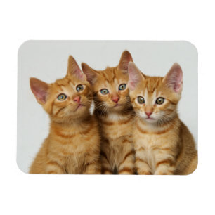 Three cute ginger kittens side by side magnet