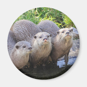 Three Cute Otters Wildlife Photography Magnet