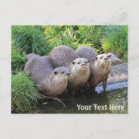 Three Cute Otters Wildlife Photography