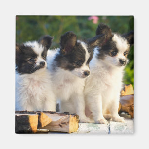 Three Cute Papillon Puppies on a Garden Bench Magnet
