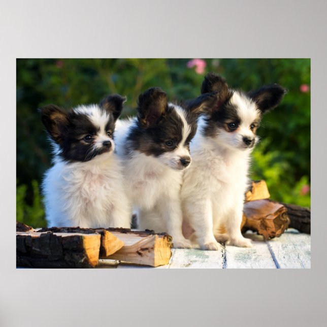 Three Cute Papillon Puppies on a Garden Bench  Poster (Front)