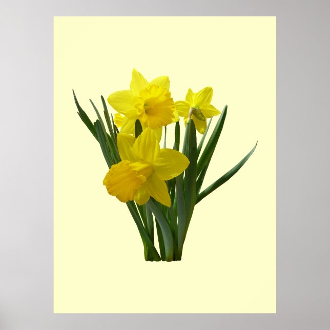 Three Daffodils Standing Guard Poster (Front)