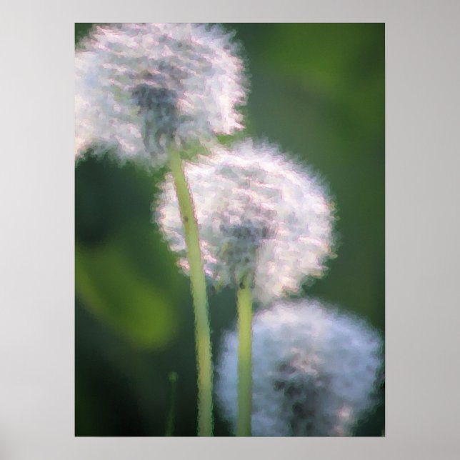 Three Dandelion Blooms Painting Poster (Front)