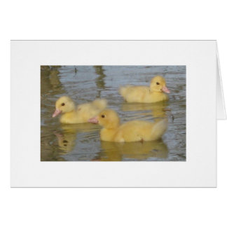 Three Day Old Muscovy Ducklings