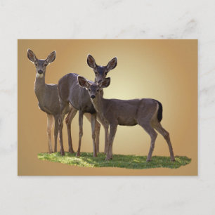 THREE DEER POSTCARD