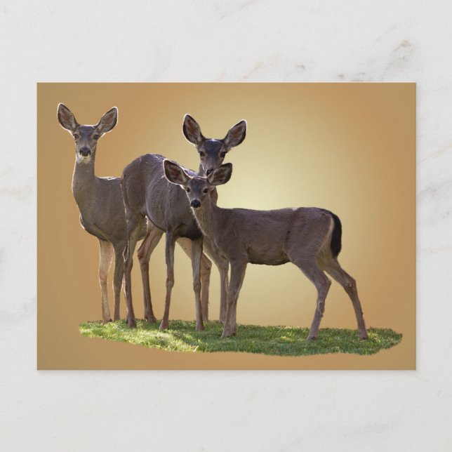 THREE DEER POSTCARD (Front)