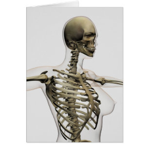 Three Dimensional View Of Female Rib Cage