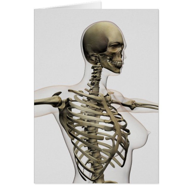 Three Dimensional View Of Female Rib Cage (Front)