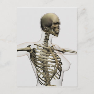 Three Dimensional View Of Female Rib Cage Postcard