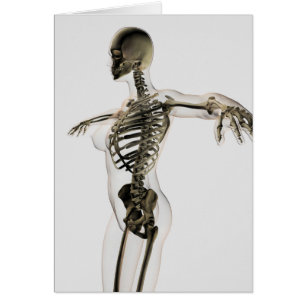 Three Dimensional View Of Female Skeletal System