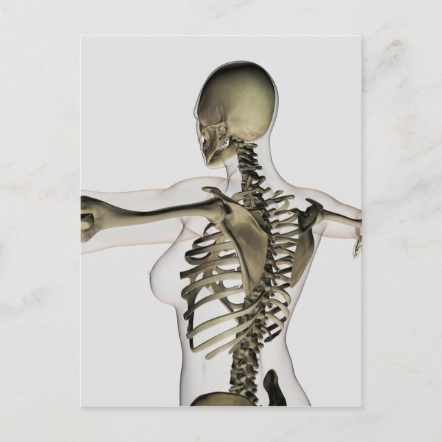 Three Dimensional View Of Female Upper Back Postcard (Front)