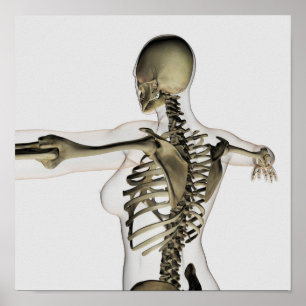 Three Dimensional View Of Female Upper Back Poster