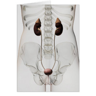 Three Dimensional View Of Female Urinary System