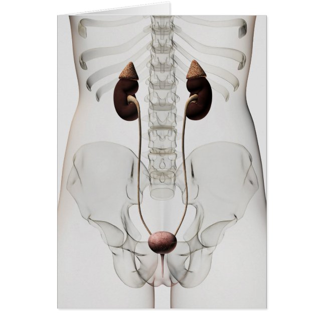 Three Dimensional View Of Female Urinary System (Front)