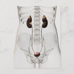 Three Dimensional View Of Female Urinary System Postcard