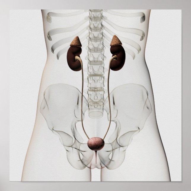Three Dimensional View Of Female Urinary System Poster (Front)