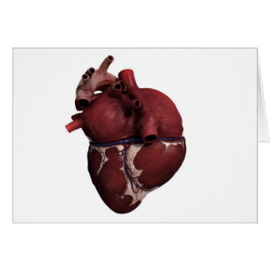 Three Dimensional View Of Human Heart, Back