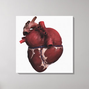 Three Dimensional View Of Human Heart, Back Canvas Print