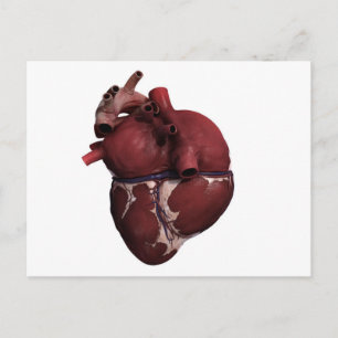 Three Dimensional View Of Human Heart, Back Postcard
