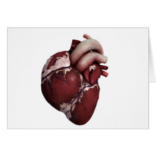 Three Dimensional View Of Human Heart, Front