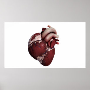 Three Dimensional View Of Human Heart, Front Poster