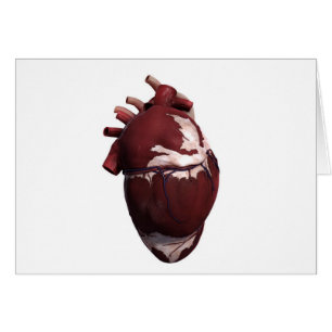 Three Dimensional View Of Human Heart, Left Side