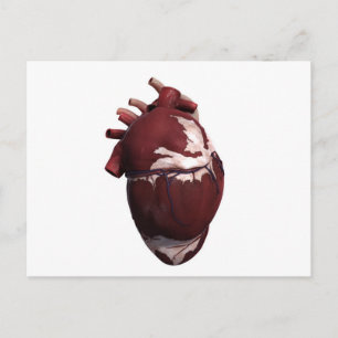 Three Dimensional View Of Human Heart, Left Side Postcard