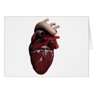 Three Dimensional View Of Human Heart, Right
