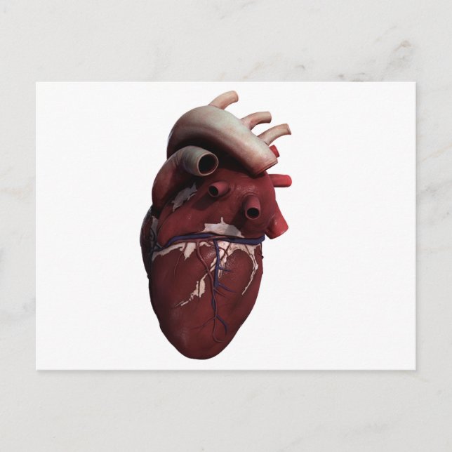 Three Dimensional View Of Human Heart, Right Postcard (Front)