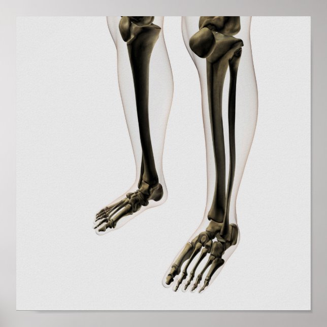 Three Dimensional View Of Human Leg And Feet Poster (Front)