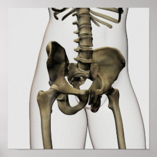 Three Dimensional View Of Human Pelvic Bones Poster