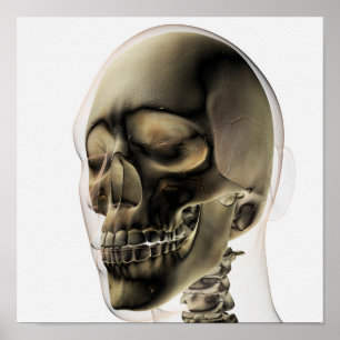 Three Dimensional View Of Human Skull And Teeth Poster