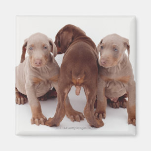 Three Doberman pinscher puppies Magnet