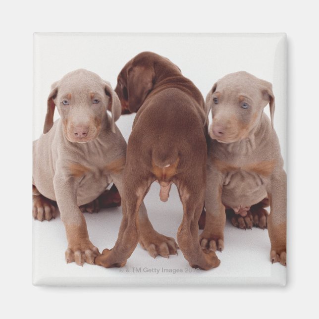 Three Doberman pinscher puppies Magnet (Front)