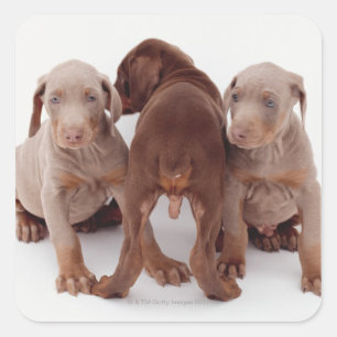 Three Doberman pinscher puppies Square Sticker