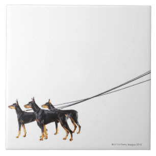 Three Dobermans on leash Ceramic Tile