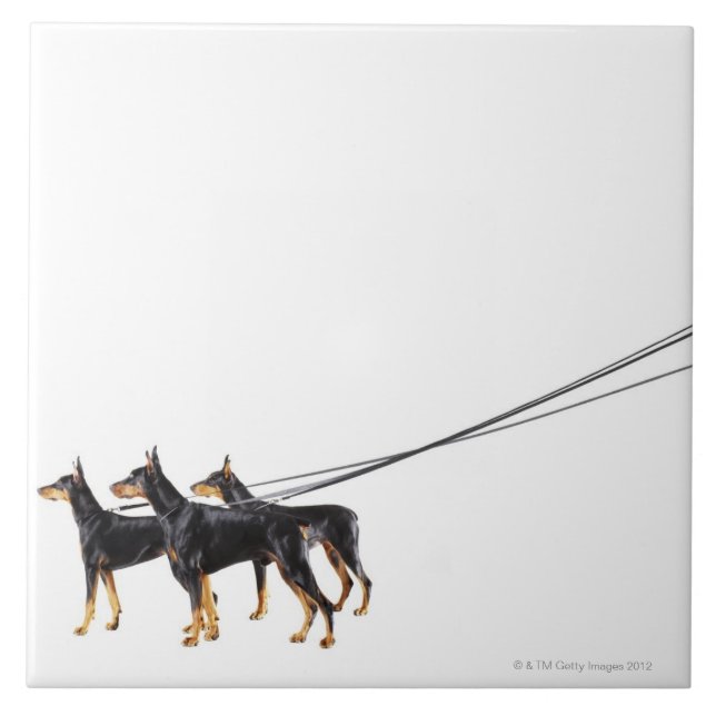 Three Dobermans on leash Ceramic Tile (Front)