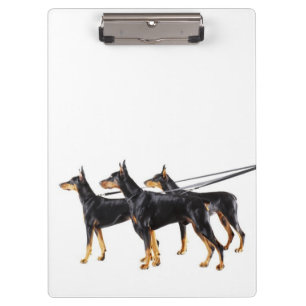 Three Dobermans on leash Clipboard