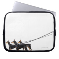 Three Dobermans on leash